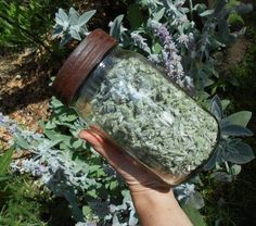 Nature, Lambs Ear Medicinal Uses, How To Dry Lambs Ear, How To Dry Lambs Ear Leaves, Lambs Ear Crafts, Lambs Ear Landscaping, Lambs Ear Plant, Medicinal Herbs Remedies, Wild Crafting