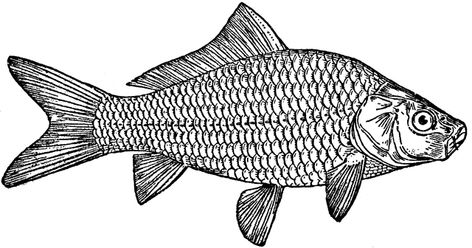 Carp | ClipArt ETC Carp Fish Drawing, Goldfish Drawing, Ocean Drawing, Drawn Fish, Fish Drawing, Carp Fish, Sea Life Art, Fish Illustration, Fish Drawings