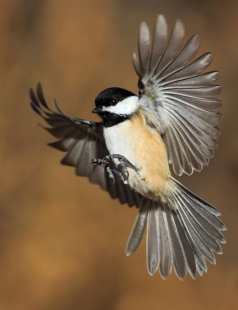 Vogel Gif, Black Capped Chickadee, Backyard Birds, Bird Pictures, Birds Tattoo, Bird Drawings, Colorful Birds, Cute Birds, Little Birds