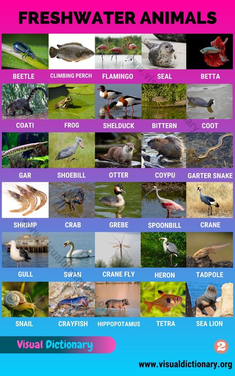 Freshwater Animals: 60 Best Animals that Live in Freshwater Habitats - Visual Dictionary English Animals, Teen Slang, Animals Name In English, Animal Infographic, Visual Dictionary, Animal Flashcards, English Vocab, English Fun, Animal Groups