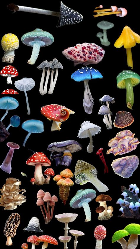 Mushroom Jonah Tattoo, Shrooms Aesthetic, Fungi Aesthetic, Fun Mushrooms, Mushroom Board, Cool Mushrooms, Spooky Mushrooms, Mushroom Reference, Mushroom Types