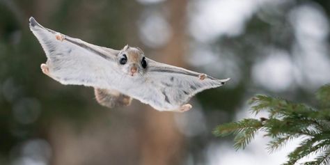 Japanese Flying Squirrel, Botanical Art Drawing, Flying Squirrels, Cute Animal Tattoos, Tattoo Nature, Bbc Earth, Save Wildlife, Flying Squirrel, Animal Sketches