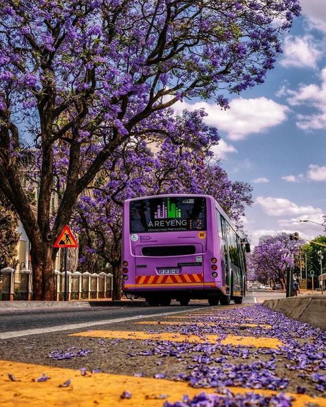 Pretoria South Africa, Spring Morning, South Africa Travel, Pack Your Bags, Pretoria, Africa Travel, Johannesburg, Best Funny Pictures, Meme Pictures