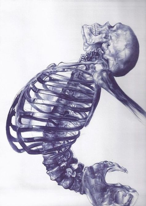 Skeleton Drawings, Ballpoint Pen Drawing, Human Skeleton, Gambar Figur, Anatomy Drawing, Caravaggio, Arte Horror, Anatomy Art, Illustration Inspiration