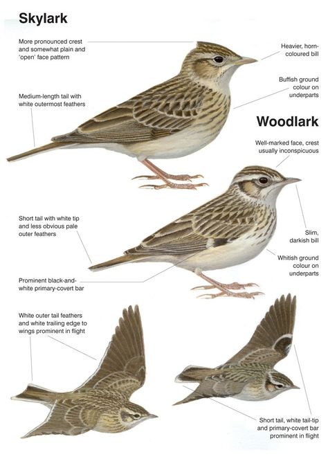 Skylark vs Wood Lark #nature #orntihology #birding Lark Bird Drawing, Lark Bird Tattoo, Skylark Tattoo, Skylark Bird, Lark Bird, Lark Tattoo, Songbird Tattoo, Different Types Of Birds, Bird Study