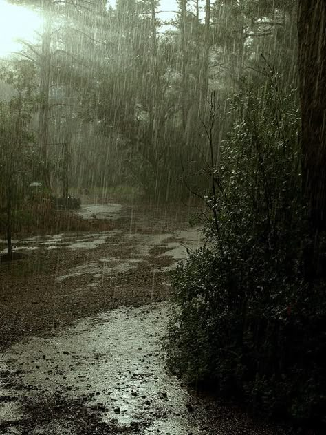 Thunderstorms Pinetop Arizona, Rain And Thunderstorms, Rain Pictures, Whatsapp Wallpaper Cute, Rainy Day Aesthetic, I Love Rain, Rain Storm, Love Rain, Aesthetic Green