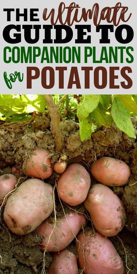 Potato Companion Plants, Gemüseanbau In Kübeln, Companion Planting Chart, Potato Gardening, Garden Companion Planting, Planting Potatoes, Companion Plants, Organic Vegetable Garden, Garden Veggies