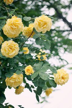 . Coming Up Roses, Summer Rose, Have Inspiration, Colorful Roses, 수채화 그림, Climbing Roses, Love Rose, Mellow Yellow, Flower Beauty