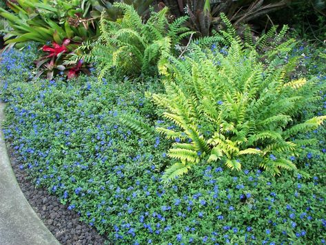 'Blue Daze' or Evolvulus glomeratus - TROPICAL LOOKING PLANTS - Other Than Palms - PalmTalk Blue Daze Plant, Tropical Looking Plants, Different Types Of Fences, Small Patio Design, Florida Landscaping, Florida Plants, Tropical House Plants, Hillside Garden, Gardening Zones