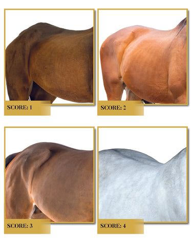 How to Build Your Horse's Topline Muscles – Tribute Equine Nutrition Horse Confirmation, Equine Bodywork, Small Horse Barns, Horse Nutrition, Horse Training Exercises, Equine Care, Equine Nutrition, Horse Lessons, Healthy Horses