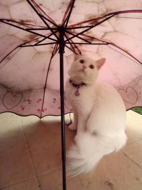 Cat Umbrella, Under Umbrella, White C, Cat Lovers, Umbrella, Kitty, Animals