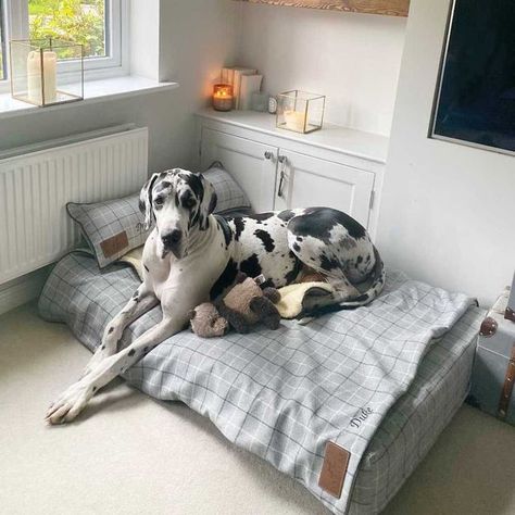 Luxury Dog Beds on Instagram: "Do you struggle to find a bed big enough for your dog? Well look no further! We offer a bespoke sizing service, that allows you to create a bed in the dimensions you need. Say goodbye to makeshift beds and hello to stylish, quality, handmade dog beds made in the UK 🐾 📸. @mrdukethegreatdane #dogsofinstagram #dailydogs #ukdogs #dogphotography #dogoftheday #ivyandduke #doglovers #dailybarker #dogsofig #dogsuk #dogblogger #dogbeds #dogbedswithstyle #dogbedroom #uni Huge Dog Bed, Big Dog Bed Ideas, Luxury Dog Room, Dogs Room, Unique Dog Beds, Big Dog Beds, Handmade Dog Beds, Dog Bedroom, Pet Items