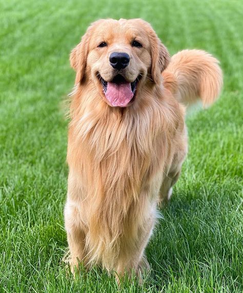 #golden #goodboy #cute #retriever #dog #pet Red Retriever Puppy, Golden Labrador Puppies, Golden Retriever Baby, Golden Retriever Rescue, Old Golden Retriever, Pet Essentials, Golden Puppy, Real Dog, Cute Dog Pictures