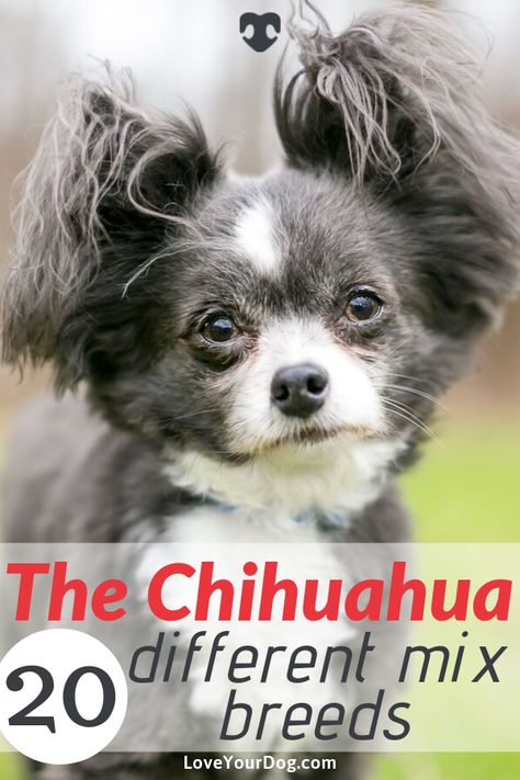 There are so many reasons to love Chihuahua’s, and being so popular means that there are plenty of mixes to choose from. #LoveYourDog #Dog #Dogs #SmallDog #Chihuahua Black And Tan Chihuahua, Chihuahua Mixed Breeds, Irish Wolfhound Mix, Types Of Chihuahua, Merle Chihuahua, Long Haired Chihuahua, Shih Tzu Mix, Chihuahua Lover, Dog Health Care