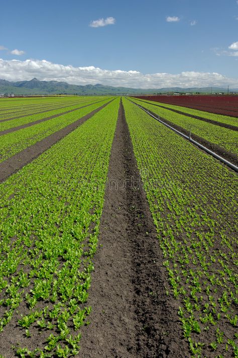 Lettuce Field Landscape: Green Vertical. Wide angle view of rows of green and re , #Affiliate, #Wide, #Vertical, #view, #angle, #Field #ad Ghana Village, Garden Scooters, Farming Land, Red Lettuce, Cottagecore Life, John Deere Tractors Farms, Black Strawberry, Digital Design Trends, Agriculture Logo