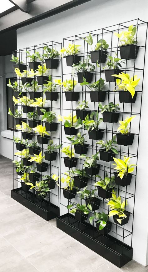 Two of our standard sized mesh black green walls installed in this clients space. Planters are filled with verigated and lime pothos. 🪴 Wall Plants Indoor, Herb Garden Wall, Wall Planters Outdoor, Vertical Green Wall, Wall Hanging Decorations, Hanging Herb Garden, Indoor Plant Wall, Tanaman Pot, Wall Mounted Planters