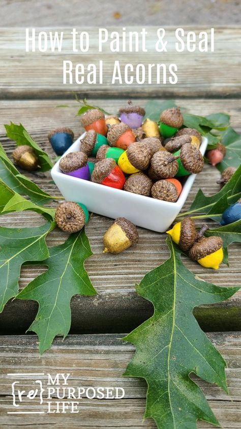 Have you ever seen painted acorns? I'm going to show you how to prep and paint acorns from your yard. Step by step details on drying, baking, painting and sealing. A great Fall decor project. #MyRepurposedLife #repurposed #acorns #fall #decor via @repurposedlife Paint Acorns, Painted Acorns, Dried Acorns, Acorn Painting, Baking Painting, Acorn Crafts, Picnic Tablecloth, Fall Projects, Travel Diy