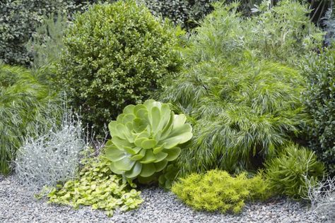 Flora Grubb's garden -acacia cognata 'cousin itt' Low Water Plants, Small City Garden, Succulent Landscape Design, Low Water Gardening, Flora Grubb, Drought Tolerant Garden, Succulent Landscaping, California Garden, Landscape Designer