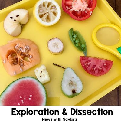 Preschool Food Activities, Seeds Preschool, Tree Unit, Preschool Food, Seed Craft, Preschool Garden, Seed Dispersal, Steam Ideas, Plants Unit