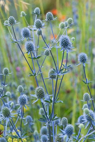 Eryngium planum blaukappe 1m x 0.5m A small-flowered and clump-forming sea holly with masses of prickly, bright electric silver-blue flowers produced in open umbels. Adds zing to any border and good with so many colours. Perennial and hardy, flowering from mid to late summer at 90cm high. Prefers full sun in any garden soil, tolerant of drought. H4. Eryngium Alpinum, Eryngium Bourgatii, Eryngium Planum, Scottish Garden, Shakespeare Garden, Flower Identification, Mid July, Sea Holly, Herbaceous Border