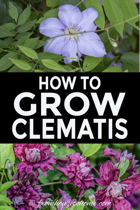 Clematis Vine Care: Planting, Growing and Pruning Tips | Clematis Pruning Clematis, Climbing Plants Fence, Clematis Care, Clematis Varieties, Blue Clematis, Autumn Clematis, Clematis Plants, Climbing Flowers, Clematis Flower