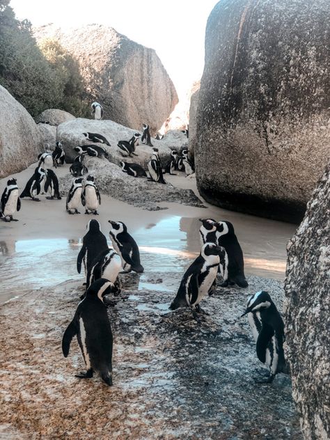 South Africa Vacation, Boulders Beach, Semester At Sea, Africa Vacation, Cape Town Travel, Clifton Beach, Boulder Beach, World Of Wanderlust, Knysna