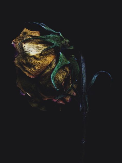 Decaying rose was shot by Billy Kidd. Nature, Tumblr, Decaying Flowers, Advanced Makeup, Billy Kidd, Wilted Flowers, Plants Photography, Billy Kid, Growth And Decay