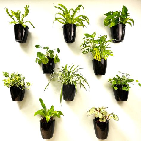 PRICES MAY VARY. 10 PACK SET: 5 inch (outer pot); 3.8 inch (inner pot), small size, fit 3-3.5” nursery pot. Check image for detailed dimension and pick the right size for your plants to prevent unpleasant experience and potential wastage on resources SELF WATERING SYSTEM: this is one of the most simple and easy system to start with. Offer excellent benefits and convenience for busy individuals. These flat back wall mount planter go well with most of the plants if you know their needs well. e.g. Wall Garden Indoor, Planters For Indoor Plants, Hanging Glass Terrarium, Wall Plant Holder, Wall Hanging Decorations, Indoor Plant Wall, Wall Planters Indoor, Hanging Wall Planters, Wall Mounted Planters