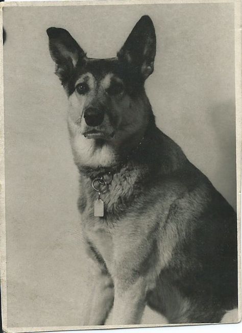 Old photo of handsome German Shepherd Dog. German writing on back. From bendale collection German Writing, Vintage German Shepherd, Attack Dog, Dog German, Anne Rice, Shepherd Dogs, German Shepherd Dog, Vintage Dog, German Shepherds