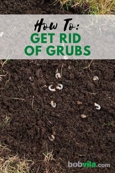 Get Rid Of Grubs In Lawn, How To Get Rid Of Grubs In The Garden, How To Get Rid Of Grubs In Lawn, Grubs How To Get Rid Of, Getting Rid Of Crickets, Deck Gardens, Grub Worms, Hardscape Ideas, Garden Critters