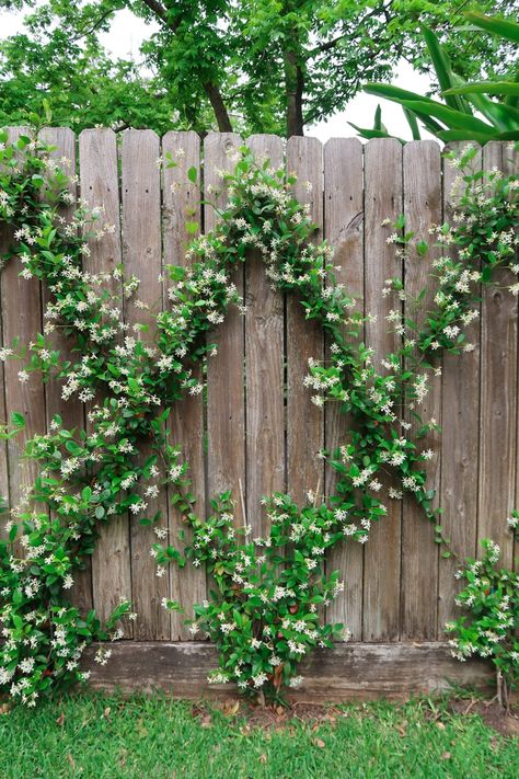 Outdoor Trellis Ideas, Trellis Privacy, Farmhouse Backyard, Trellis Fence, Small Fence, Trellis Ideas, Outdoor Trellis, Diy Trellis, New Garden