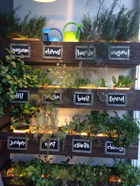 Herb Wall Kitchen, Pantry Homestead, Indoor Herb Wall, Herb Station, Herb Display, Herb Shelf, Vine Garden, Hanging Herb Garden, Indoor Plant Wall