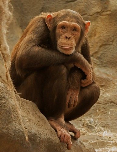 Monkey Pose, Ape Monkey, Power Animal, Great Ape, Paws And Claws, Baboon, Animal Sketches, Amazing Facts, Primates