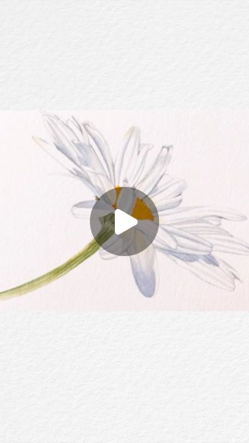 Billy Showell on Instagram: "Daisy Days 💛🤍  Have you added this one to our page of yellow that we have been creating?  . . . . . . . . . . .  #watercolourbotanicals #watercolourbotanical #botanicalart #botanicaltutorial #botanicalpainting #botanicalillustration #botanicaltutorial #botanical #botanicalartonline #watercolorpainting #watercolourclass #watercolourflowers #billyshowelltutorial #billyshowellschoolofbotanicalart #billyshowellart #botanicalartist #paintingonline #paintingtutorial #flowertutorial #flowerwatercolorpainting" Billy Showell, Watercolor Flowers Paintings, Botanical Painting, July 1, Online Painting, Water Colour, Flower Tutorial, Botanical Illustration, Botanical Art