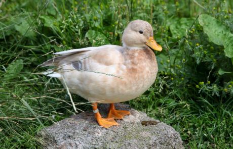 Call Ducks Exeter | Call Ducks Devon | Pale Farm Call Ducks, Call Duck, Duck Memes, Red Lamp, Backyard Poultry, Devon And Cornwall, Mini Farm, Exeter, Mallard