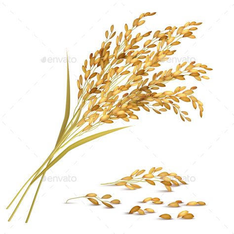 Rice ears and grain with harvest and agriculture symbols realistic vector illustration Rice Plant Illustration, Grain Illustration, Wheat Drawing, Rice Plant, Rice Paddy, Simple Iphone Wallpaper, Rice Grain, Plant Illustration, Arte Floral