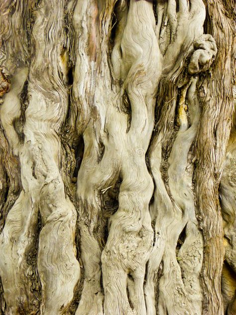 Pecky Cypress, China Image, Cypress Wood, Beijing China, Beijing, Trunk, Vector Art, Greek Statue, Stock Images