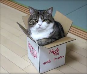 Maru-- I need to go on a diet... Funny Cat Compilation, Cat Box, Cat Behavior, Funny Cat Videos, Cat Gif, Cat Photo, Video Chat, Crazy Cats, Cat Love