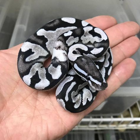 Black and White Ball Python (MJ Axanthic Fire possibly also OD).  Credit: Markus Jayne Ball Pythons Silly Reptiles, Snake Colors, Pet Snakes, Danger Noodles, Danger Noodle, Pretty Snakes, Colorful Snakes, Skateboard Aesthetic, Leopard Geckos