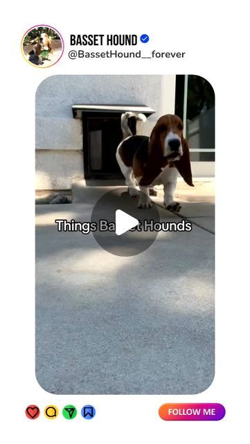 Basset Hound ❤️❤️ on Instagram: "The infinity amount of things dogs do✨🤣

💽: TT/IG @bassethoundnanny

( Need credits or removal? Please DM us. ✨📲)

👉 Our store is just a click away in the Bio – come see us! 🛍️

➖

#BassetHound #BassetHoundLove #BassetHoundPuppy #BassetHoundOfInstagram #BassetHoundNation #BassetHoundLife #BassetHoundWorld #BassetHoundClub #BassetHoundFamily #BassetHoundAddict #BassetHoundLovers #BassetHoundDaily #BassetHoundGram #BassetHoundFun #BassetHoundAdventures" Miniature Basset Hound, Basset Hound Puppy, The Infinity, Basset Hound, Come And See, Dogs, On Instagram, Instagram