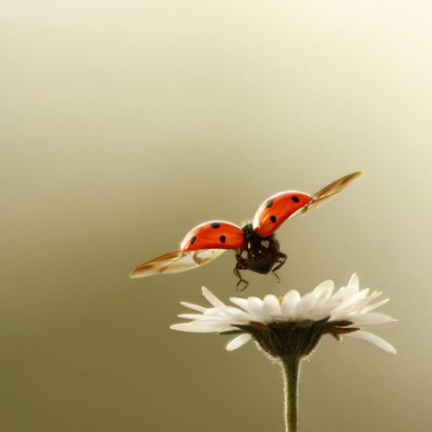 A Bug's Life, Earring Wire, Lady Bugs, Beautiful Bugs, Have Inspiration, 수채화 그림, Bugs And Insects, Lady Bug, 귀여운 동물