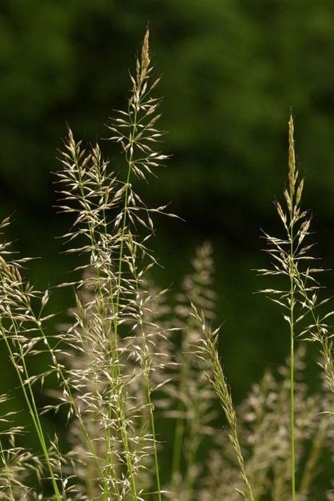 Hand Drawn Foliage, Grass Species, British Wild Flowers, Environment Reference, Wild Grasses, Ornamental Grass, Wild Flower Meadow, Meadow Garden, Seed Heads