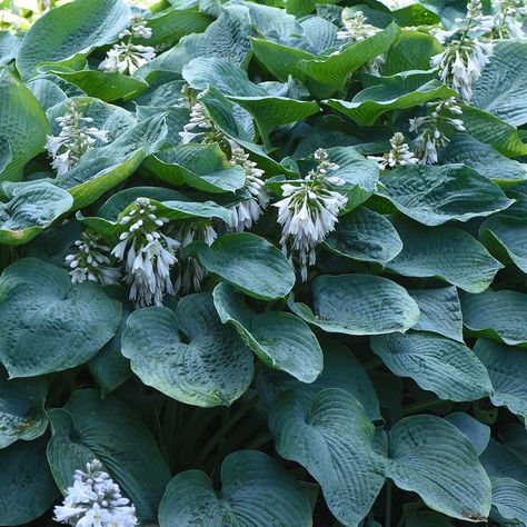 Hosta Sieboldiana Elegans | Suttons Hosta Sieboldiana, Cottage Garden Borders, Blue Hosta, Plantain Lily, Hosta Plants, Hardy Perennials, Woodland Garden, Tall Plants, Garden Borders