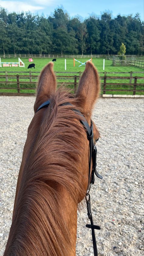 Chestnut Horse Aesthetic, Fursona Moodboard, Chestnut Horses, Irish Sport Horse, Chestnut Mare, Show Jumping Horses, Cute Horse Pictures, Equestrian Aesthetic, Horse Chestnut