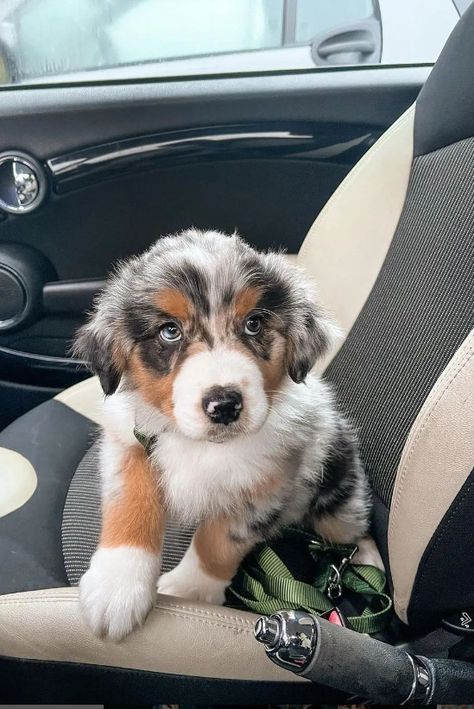 Australian Shepherd Colors, Merle Australian Shepherd, American Shepherd, Australian Shepherd Puppy, Aussie Puppies, Mini Aussie, Proceed With Caution, Australian Shepherd Puppies, Australian Cattle Dogs