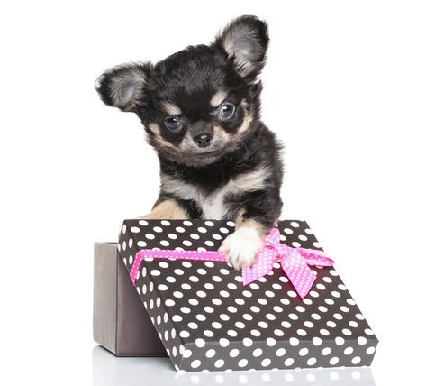 Surprise Puppy Reveal, Puppy Reveal, Puppy Surprise, Puppy Sitting, Puppy Gifts, A Puppy, Scavenger Hunt, New Puppy, Family And Friends