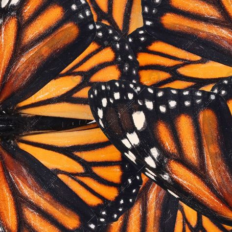 Monarch butterfly images