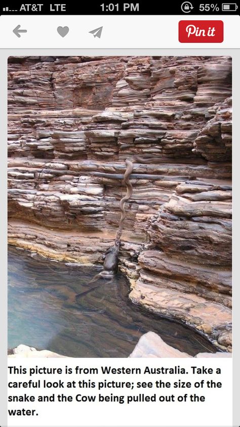 Snake eats cow Meanwhile In Australia, Reptiles And Amphibians, 귀여운 동물, Western Australia, On The Side, Mind Blown, Reptiles, Make Me Smile, Funny Animals