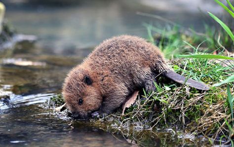 Baby Beaver, Animals Wallpapers, Nosara, صور مضحكة, Cute Animal Pictures, Weird Animals, Beautiful Animals, Cute Creatures, Sweet Animals