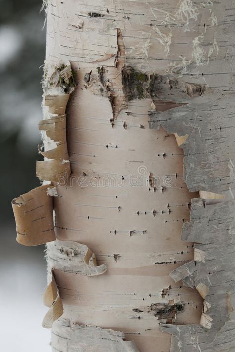 Birch tree. In Montana with peeling bark , #affiliate, #tree, #Birch, #Montana, #bark, #peeling #ad Tree Bark Photography, Birch Aesthetic, Birch Bark Decor, Alice Core, Birch Tree Bark, January Mood, Tree Bark Texture, Fab Lab, Wood Bark